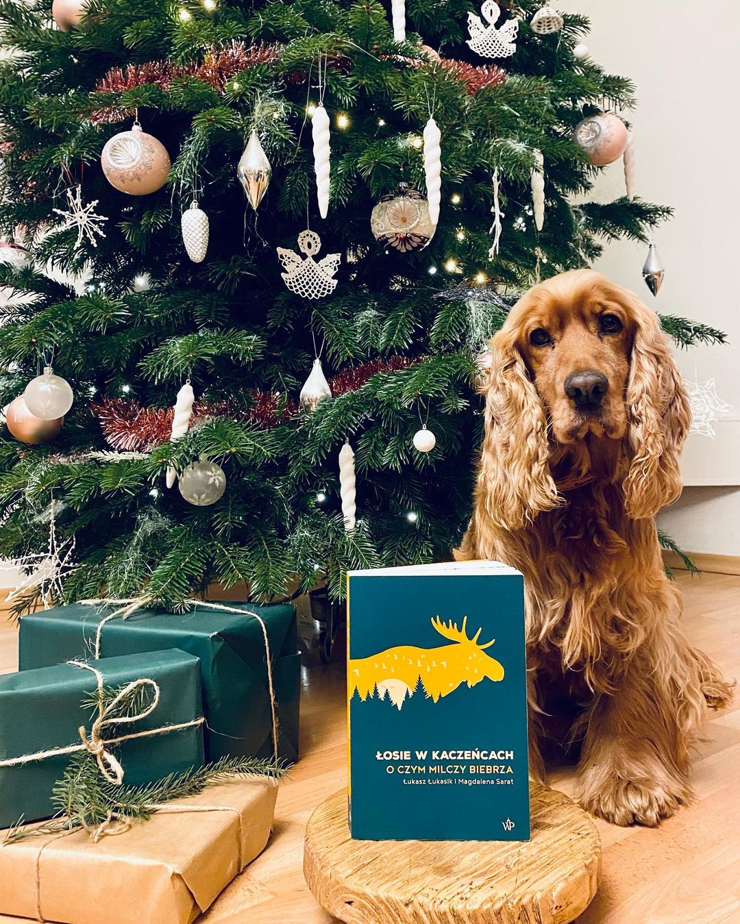 130941950_2458243931146307_8203021378630059990_n(1)